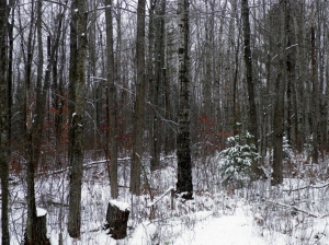 Winter woods.