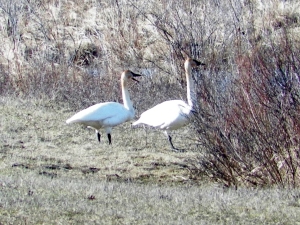 Tundra swans on land.