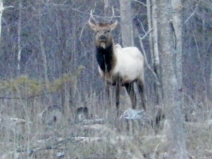 Bull elk giving me the stare-down.