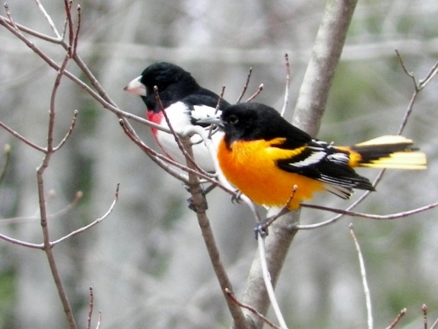 I loved this one with the grosbeak and the oriole in the same tree!