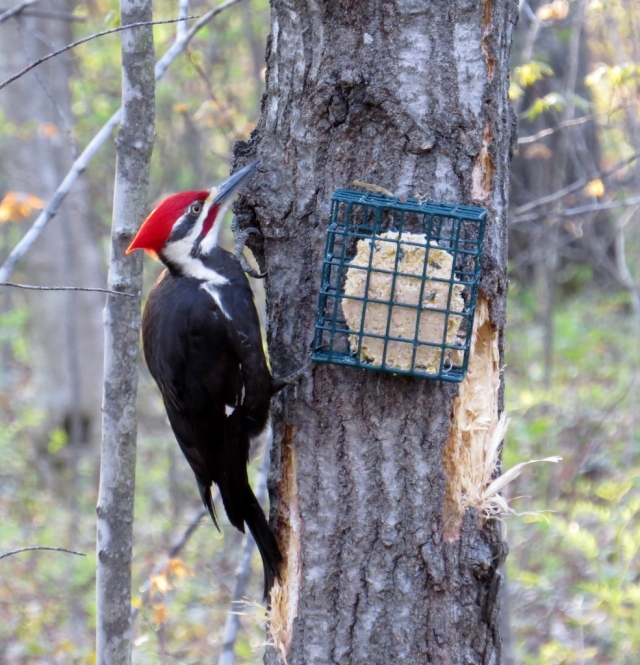 Pileated woodpecker - the rock star of the bird world.