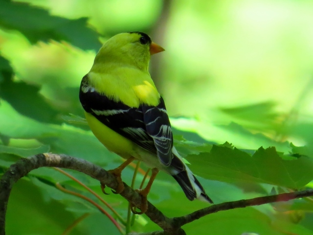 Male goldfinch.