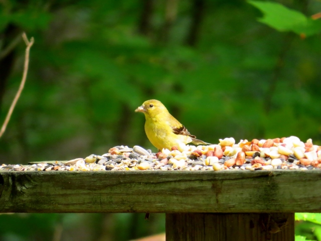 Female American goldfinch on the platform feeder.