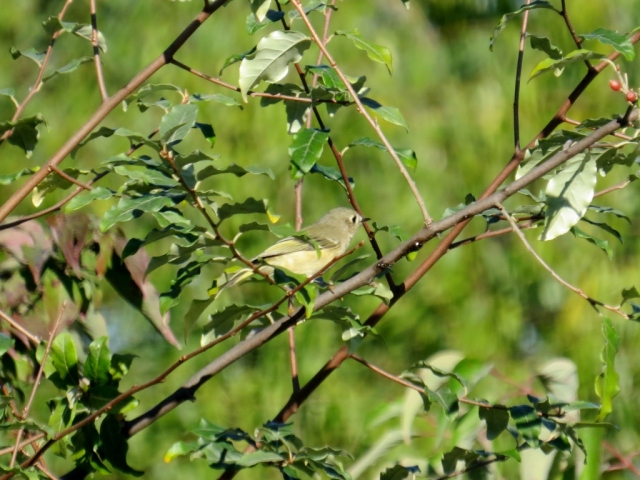 Unidentified warbler.