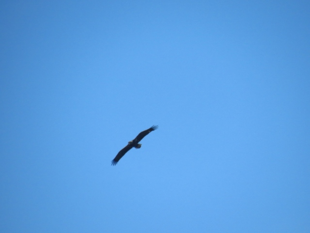 Juvenile bald eagle in flight?