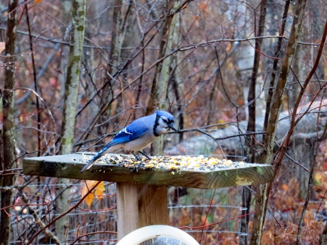 Blue jays were my first visitors this morning.