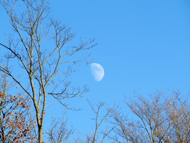 Daytime moon framed by bare branches.