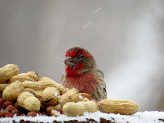 Male house finch with conjunctivitis.