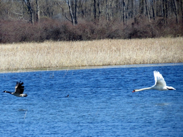 Mute swan chasing Canada goose.