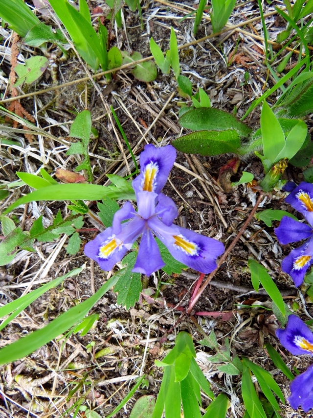 Crested dwarf iris.