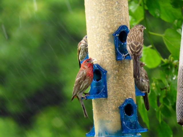 Finches feasting in the downpour.