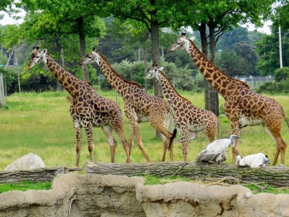 Herd of giraffes.