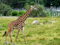 The newest member of the zoo's giraffe family.