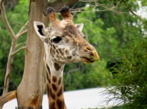 Masai Giraffe being curious.