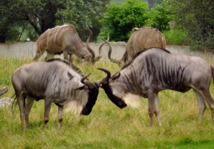 Kudu and White-beareded wildebeests sparring.