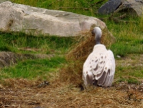 White-backed vulture with beak full of hay.