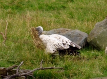 White-backed vulture taking hay to its mate.