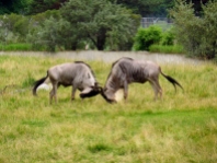 White-bearded wildebeests sparring.
