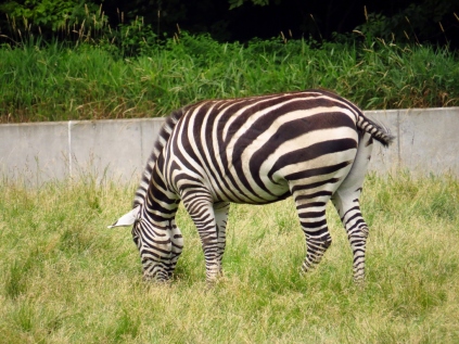 Grant's zebra.