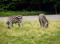 Grants zebras.