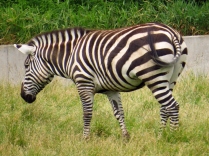 Grants zebra - notice this one has a tail, the other doesn't.