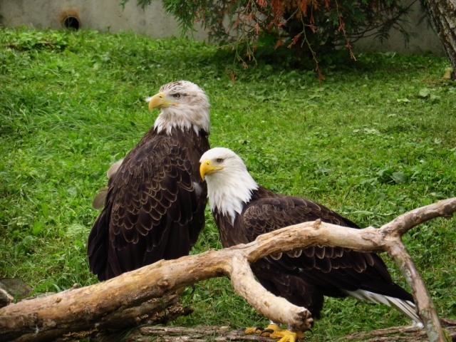 A pair of bald eagles greet visitors.