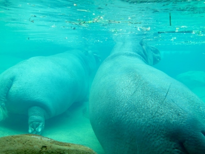 Hippos hanging out in the hippoquarium.