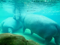Underwater view of the hippos.