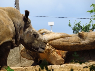 Huge rhino horn.