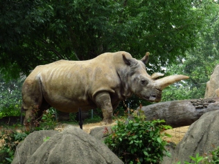 Rhinoceros.