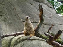 Meerkat lookout on the rocks.