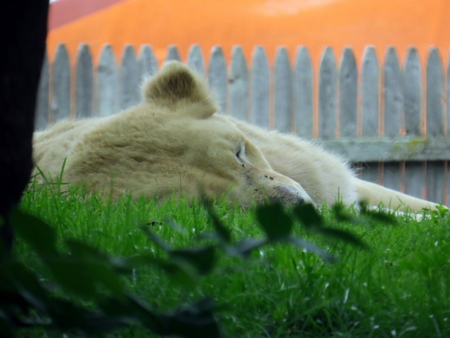 Sleepy lioness.