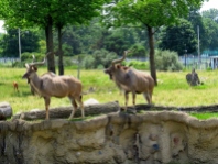 Kudus playing king-of-the-hill.