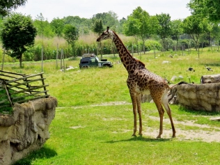 Masai giraffe.