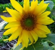 Sunflower - my sharpest image.