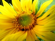 Sunflower - my favorite of the 6.