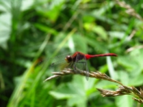 Dragonfly posing on rye grass.