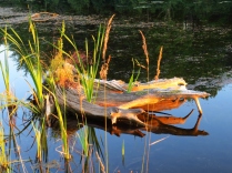 Driftwood and reed reflections on Sportsmen Dam Lake.