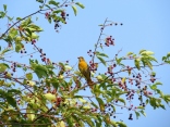Female oriole (?) or scarlet tanager?